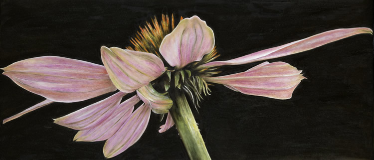 echinacea by patrice moor