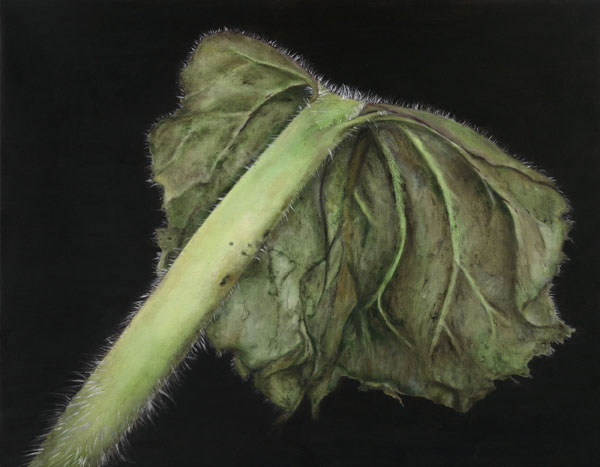 artichoke by patrice moor