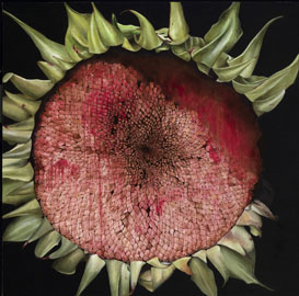 sunflower by patrice moor