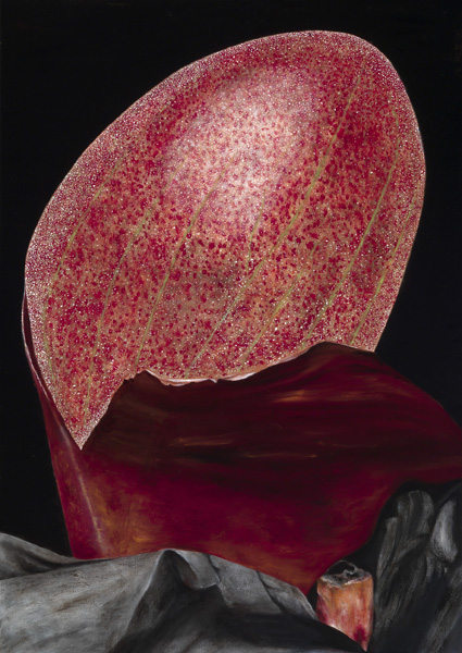 Rheum, bud by Patrice MOor