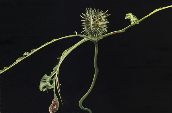 Datura Stramonium by Patrice Moor